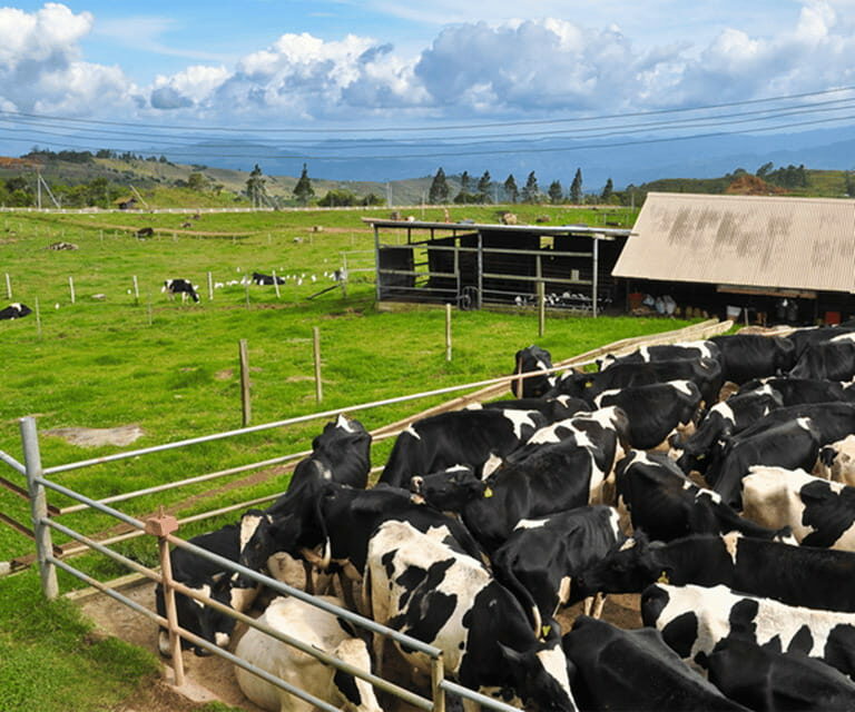 Sabah: Kinabalu Park, Hot Springs, and Cow Farm Day Tour - Discover Sabah’s Natural Wonders with the Kinabalu Park, Hot Springs, and Cow Farm Day Tour