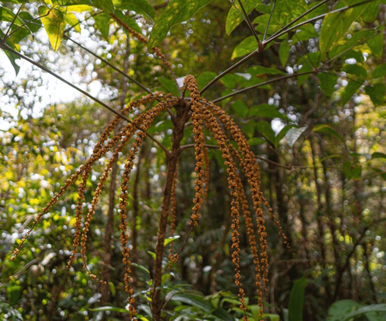 Sabah: Kinabalu Park, Hot Springs, and Cow Farm Day Tour - Final Thoughts