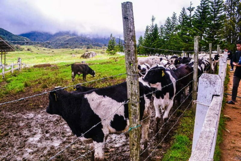 Sabah: Kinabalu Park, Poring Hot Springs & Desa Farm Tour - What’s Included and What to Expect
