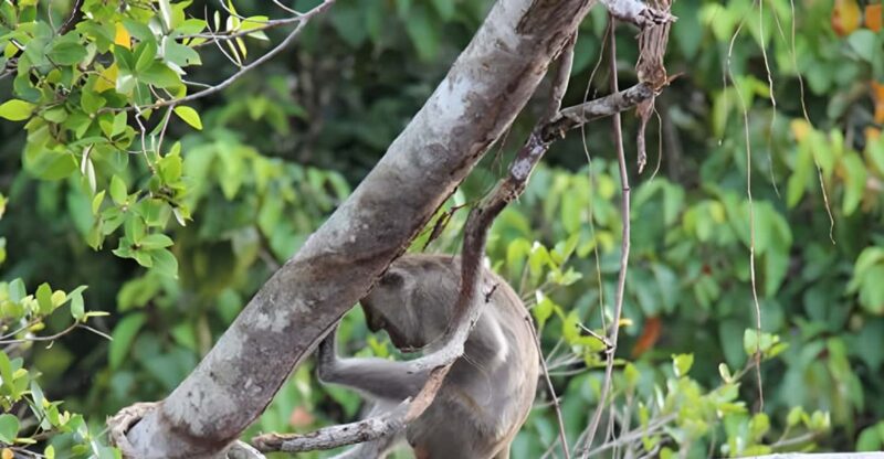 Sabah: Klias River Cruise Day Tour Ticket - Booking Information