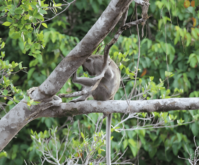 Sabah: Klias River Cruise Day Tour Ticket - What to Expect