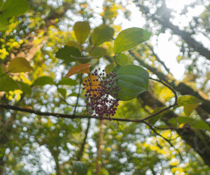 Sabah: Kota Kinabalu Park and Hot Spring Day Trip - Frequently Asked Questions