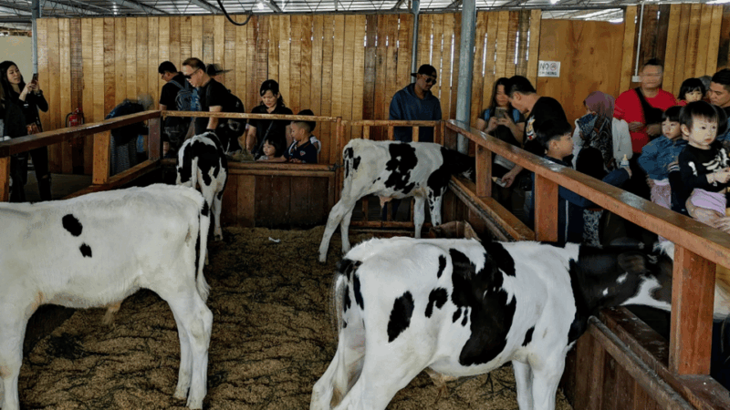 Sabah : Kundasang Day Tour Nature - Key Points