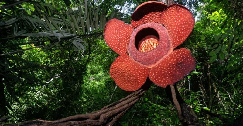Sabah : Kundasang Day Tour Nature - Important Information