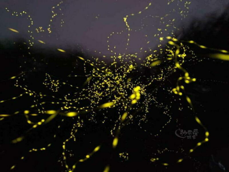 Sabah: Mangrove Fireflies, and Sky Mirror Dream Beach Tour - FAQ
