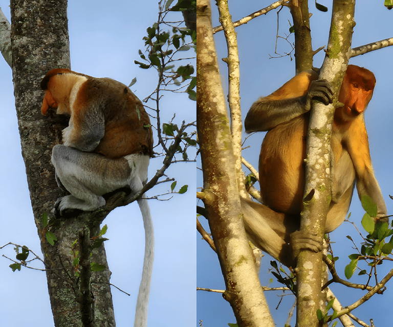 Sabah: Weston Wetland River Cruise Day Tour Ticket - Preparation and Recommendations