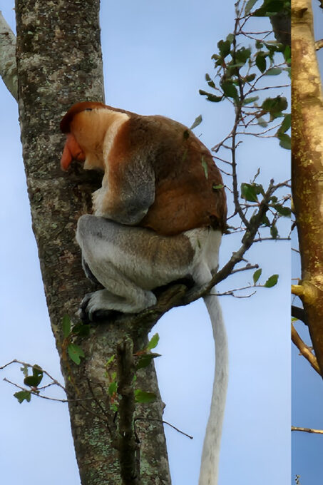 Sabah: Weston Wetland River Cruise Day Tour Ticket - Contact and Additional Information
