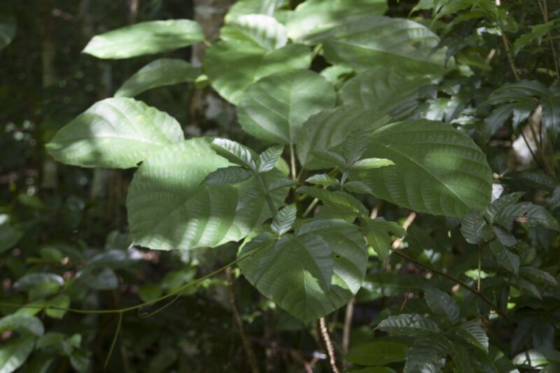 Sabana De La Mar: Los Haitises Park Bird-Watching Tour - Inclusions