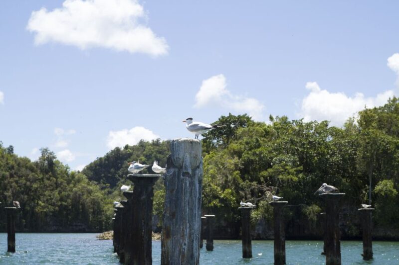 Sabana De La Mar: Los Haitises Park Bird-Watching Tour - Important Information
