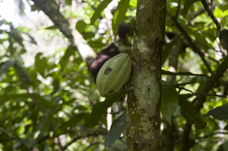 Sabana De La Mar: Los Haitises Park Bird-Watching Tour - Meeting Point