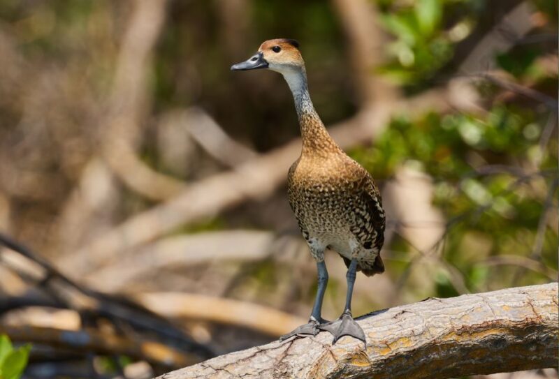 Sabana De La Mar: Private Los Haitises Hike and Kayak - Included in the Package