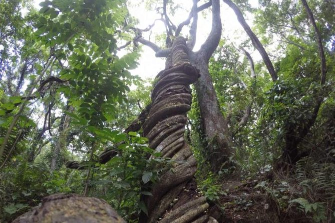 Sabeto Waterfall Tour (Nadi) - Pickup Details