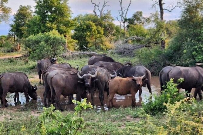 Sabi Sand Sunset Safari - Pricing Information