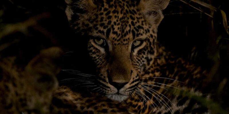Sabie Game Reserve: Sunset Safari With Dinner - Additional Information