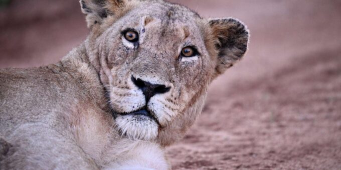 Sabie Game Reserve: Sunset Safari With Dinner - Frequently Asked Questions