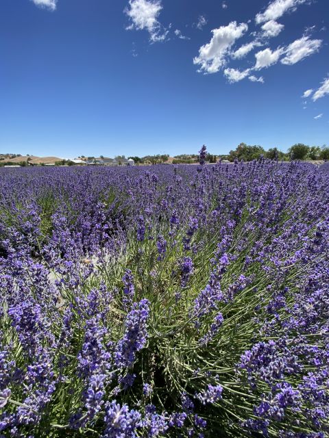 Sacramento: Capay Valley Tour - Lunch & Artisan Tastings - Capay Valley Lavender