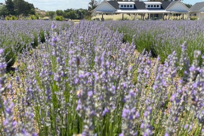 Sacramento: Capay Valley Tour - Lunch & Artisan Tastings - Taber Ranch Vineyard & Event Center