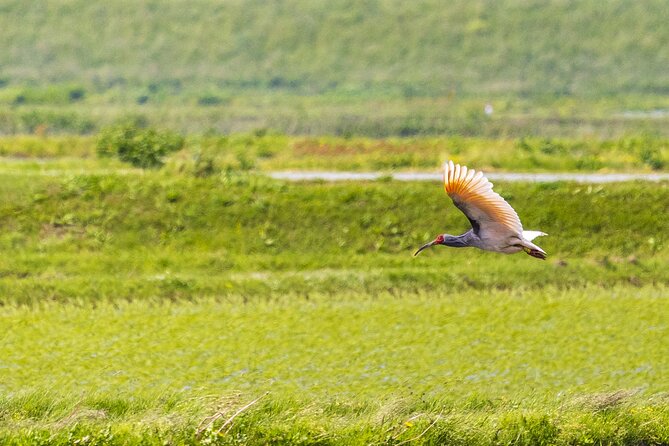 Sado Island Tour With Licensed Guide and Vehicle (Niigata Dep.) - Booking and Cancellation