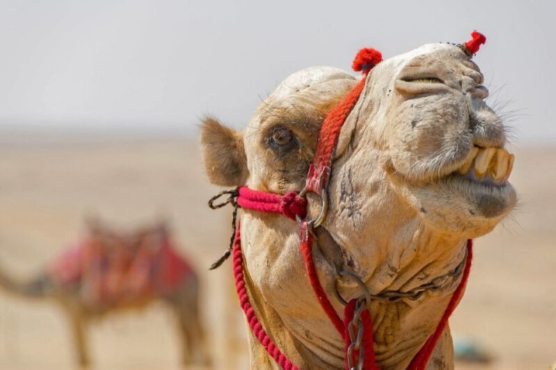 Safaga: Desert Star-Watching Adventure by Jeep With Dinner - Camel Ride and BBQ Dinner
