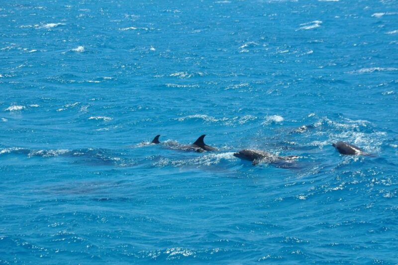 Safaga: Dolphin Watching Boat Tour With Private Transfer - Itinerary