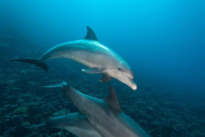 Safaga: Dolphin Watching Boat Tour With Private Transfer - Activities