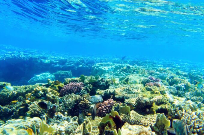 Safaga: Dolphin Watching Boat Tour With Private Transfer - Frequently Asked Questions