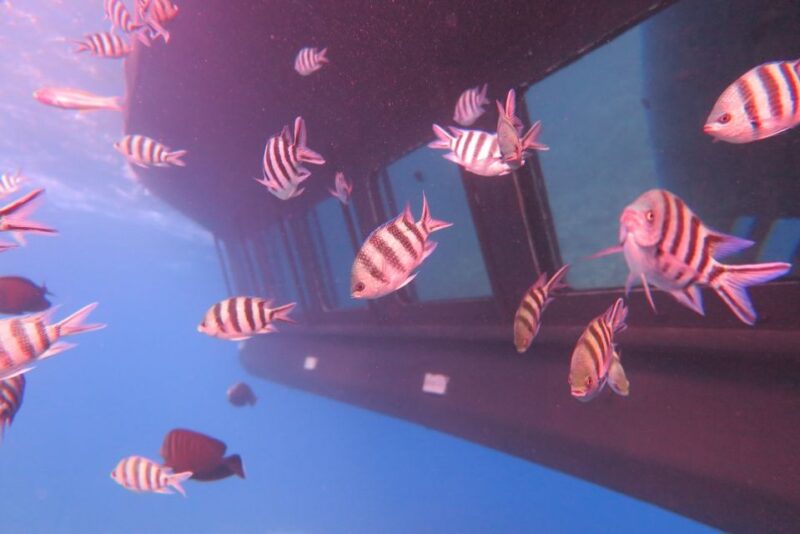 Safaga/Makadi Bay: Panorama Submarine With Snorkeling - Submarine Cruise Highlights