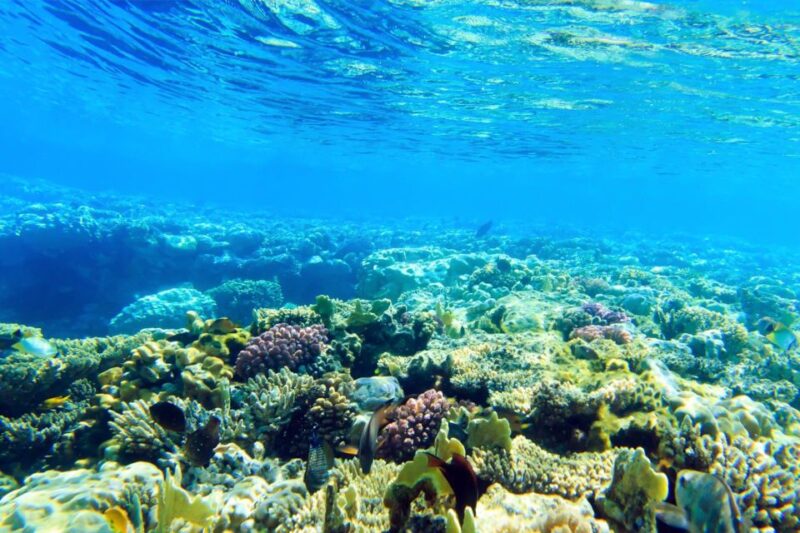 Safaga: Orange Island Speedboat, Snorkeling & Parasailing - Inclusions