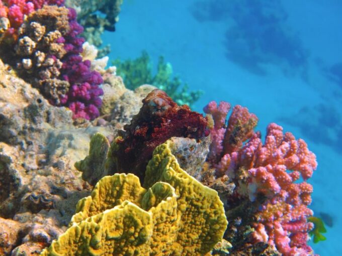 Safaga: Orange Island Speedboat, Snorkeling & Parasailing - Weather Considerations
