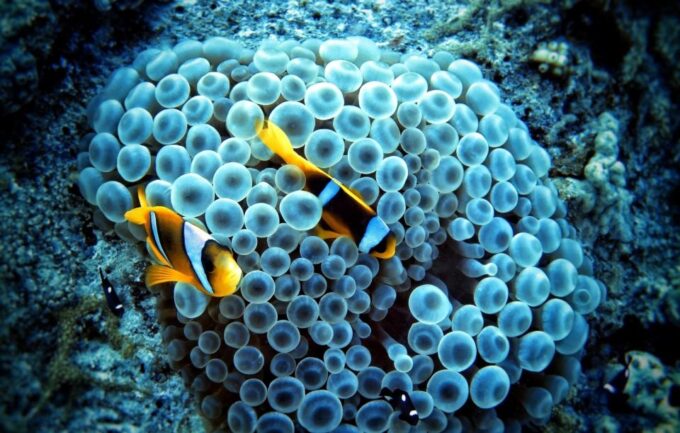 Safaga: Orange Island Speedboat, Snorkeling & Parasailing - Customer Ratings