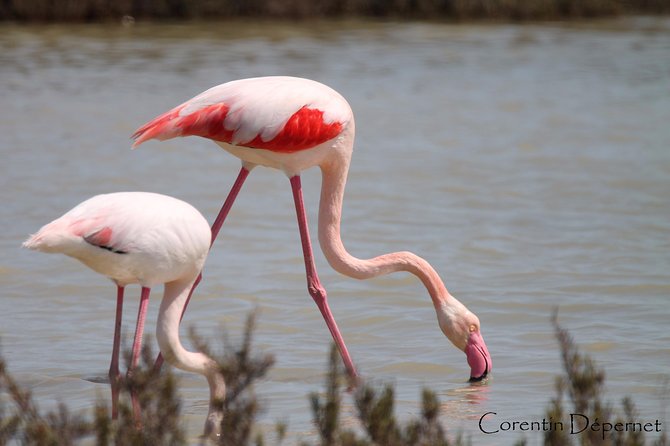 Safari 4x4 Camargue 2 Hours - Saintes Maries De La Mer - Private Tour - Meeting Location