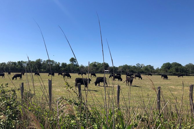 Safari 4x4 Camargue 2 Hours - Saintes Maries De La Mer - Private Tour - Booking and Cancellation