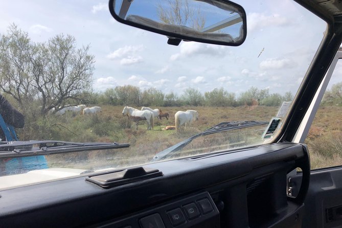 Safari 4x4 Camargue 2 Hours - Saintes Maries De La Mer - Private Tour - Wildlife Experiences