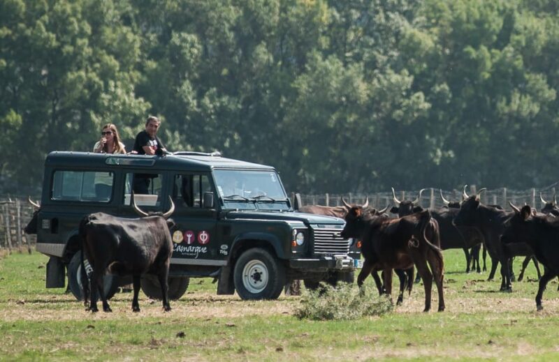 Safari 4x4 in Camargue / 3h30 / Grau Du Roi - Tour Duration and Cost