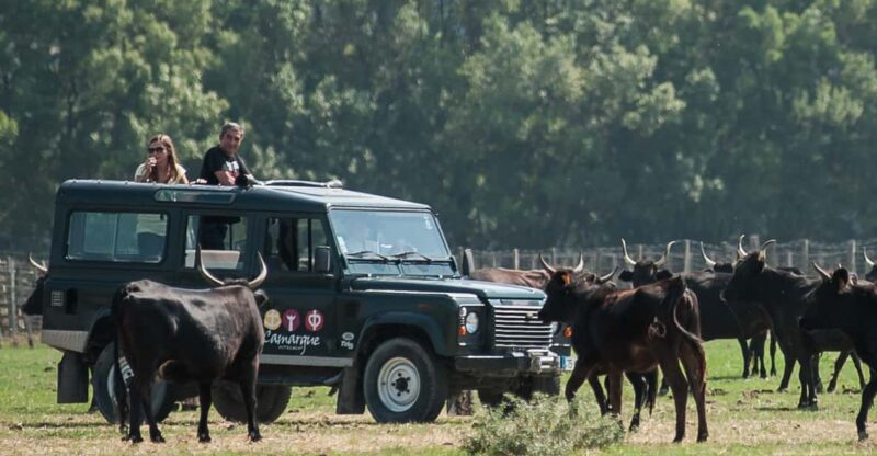 Safari 4x4 in Camargue / 3h30 / Grau Du Roi - Availability and Cancellation