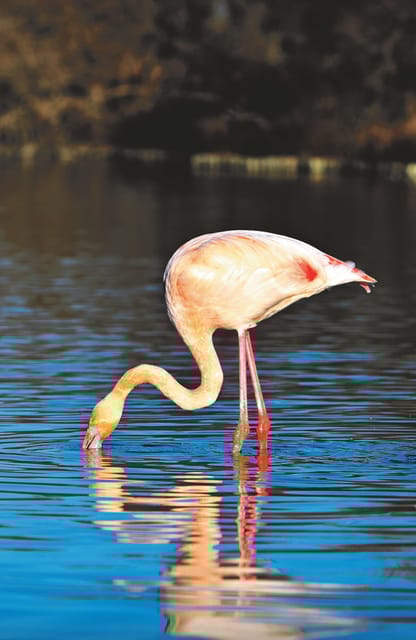 Safari 4x4 in Camargue / 3h30 / Grau Du Roi - Wildlife Observation