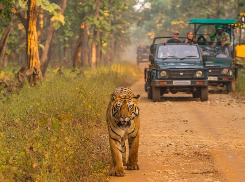 Safari Adventure in Bardia - Key Points