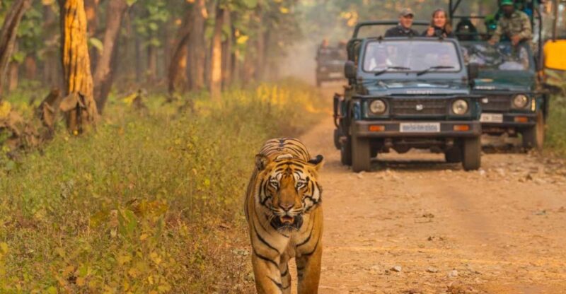Safari Adventure in Bardia - Itinerary Highlights