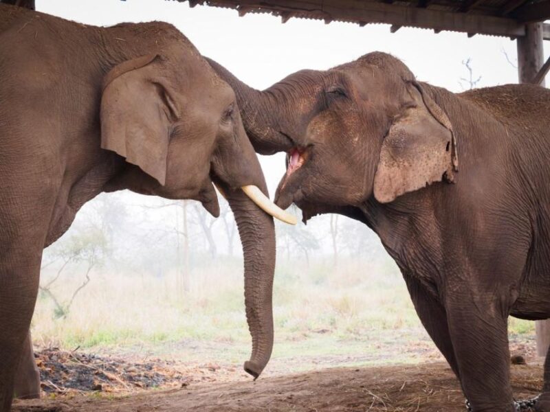 Safari Adventure in Bardia - Booking and Cancellation Policy