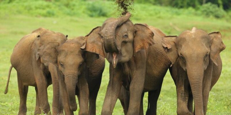 Safari Adventure:Udawalawe National Park Half-Day Expedition - Diverse Wildlife Encounters