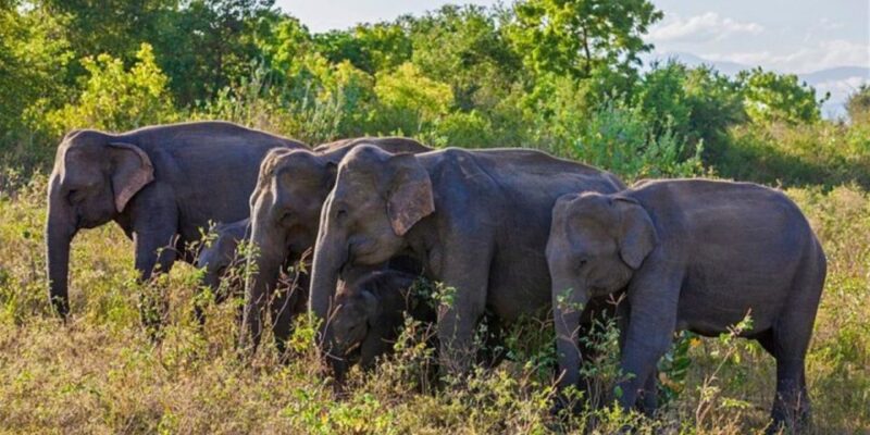 Safari Adventure:Udawalawe National Park Half-Day Expedition - Elephant Sightings and the Reservoir