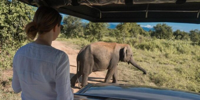 Safari Adventure:Udawalawe National Park Half-Day Expedition - Emphasis on Conservation Efforts