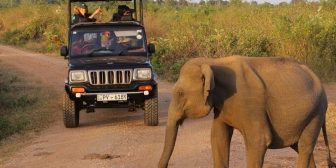 Safari Adventure:Udawalawe National Park Half-Day Expedition - Additional Considerations