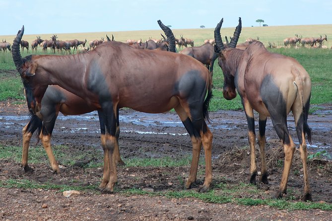 Safari And Beach Vacations - Traveler Reviews and Ratings