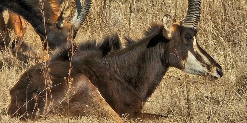 Safari and Lion Park / Cradle of Humakind, Maropeng Museum - Key Points
