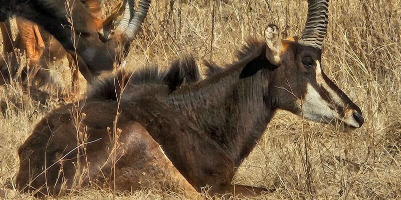 Safari and Lion Park / Cradle of Humakind, Maropeng Museum - Experience Highlights