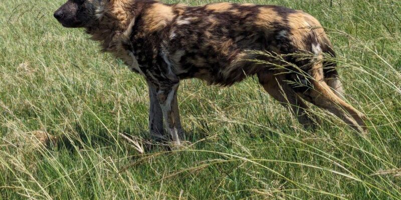 Safari and Lion Park / Cradle of Humakind, Maropeng Museum - Itinerary Details
