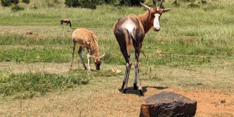 Safari and Lion Park / Cradle of Humakind, Maropeng Museum - Inclusions