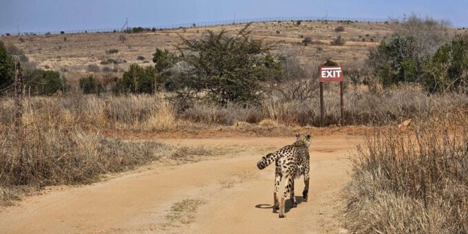 Safari and Lion Park / Cradle of Humakind, Maropeng Museum - Safari and Wildlife Encounters