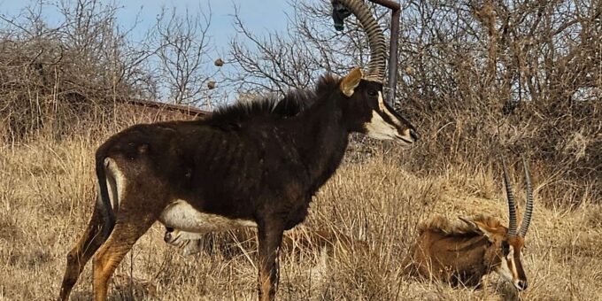 Safari and Lion Park / Cradle of Humakind, Maropeng Museum - Cradle of Humankind Exploration